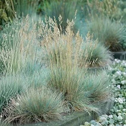 Blue Fescue Grass Live Plant - 2 Pots, 4-7 Inches, Hardy Ornamental Outdoor - Image 3