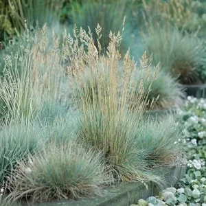 Blue Fescue Grass Live Plant - 2 Pots, 4-7 Inches, Hardy Ornamental Outdoor - Image 4