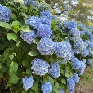 Blue Hydrangea Live Plant – 5-7 Inch Tall Well-Rooted Shrub – Blue Flowers - Image 3