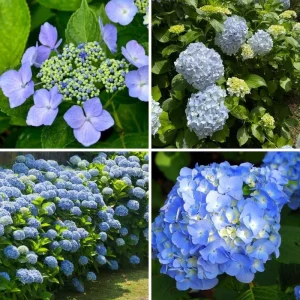 Blue Hydrangea Live Plant – 5-7 Inch Tall Well-Rooted Shrub – Blue Flowers - Image 4