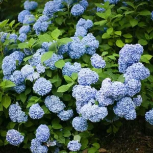 Blue Hydrangea Live Plant – 5-7 Inch Tall Well-Rooted Shrub – Blue Flowers - Image 5