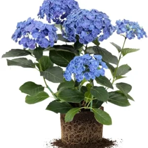 Blue Hydrangea Live Plant – 5-7 Inch Tall Well-Rooted Shrub – Blue Flowers - Image 1