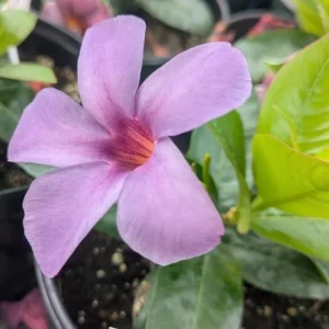 Blue Mandevilla Vine Live Plant 5-9 Inch Tall - Tropical Climbing Flower - Image 2