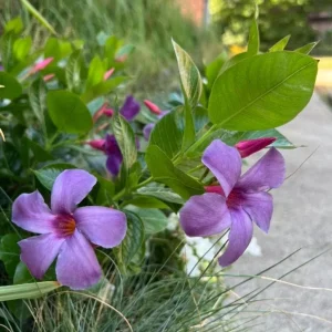 Blue Mandevilla Vine Live Plant 5-9 Inch Tall - Tropical Climbing Flower - Image 3