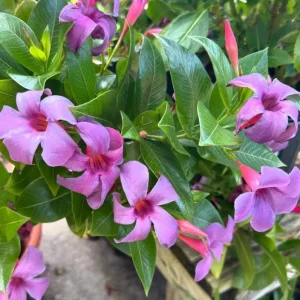 Blue Mandevilla Vine Live Plant 5-9 Inch Tall - Tropical Climbing Flower - Image 5