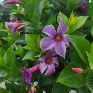 Blue Mandevilla Vine Live Plant 5-9 Inch Tall - Tropical Climbing Flower - Image 1