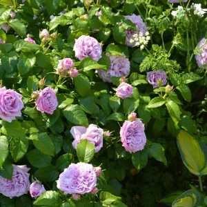 Blue Rose Live Plant - Hybrid Tea Shrub, 5-8