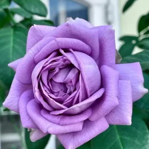 Blue Rose Live Plant - Hybrid Tea Shrub, 5-8