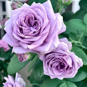 Blue Rose Live Plant - Hybrid Tea Shrub, 5-8