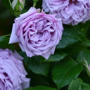 Blue Rose Live Plant Hybrid Tea Shrub, Fragrant, 5-9 inches Tall, Outdoor - Image 2