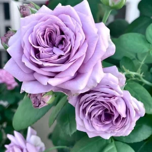 Blue Rose Live Plant Hybrid Tea Shrub, Fragrant, 5-9 inches Tall, Outdoor - Image 4