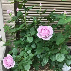 Blue Rose Live Plant Hybrid Tea Shrub, Fragrant, 5-9 inches Tall, Outdoor - Image 7