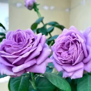 Blue Rose Live Plant Hybrid Tea Shrub, Fragrant, 5-9 inches Tall, Outdoor - Image 9