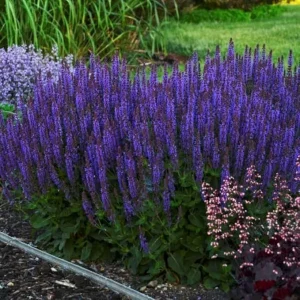 Blue Sage Salvia Live Plants - 3 Pack, 4-8