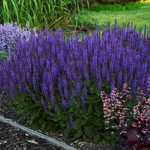 Blue Sage Salvia Live Plants - 3 Pack, 4-8