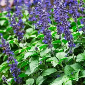 Blue Salvia Live Plant - Fragrant Blue Sage Flower, Cold Hardy, 4-6 Inch Tall Starter - Image 10