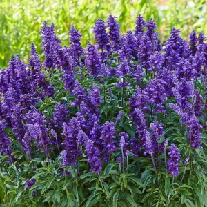 Blue Salvia Live Plant - Fragrant Blue Sage Flower, Cold Hardy, 4-6 Inch Tall Starter - Image 2