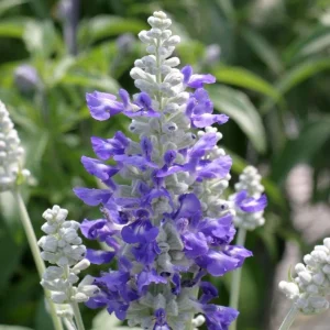 Blue Salvia Live Plant - Fragrant Blue Sage Flower, Cold Hardy, 4-6 Inch Tall Starter - Image 3