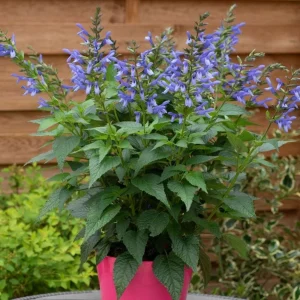 Blue Salvia Live Plant - Fragrant Blue Sage Flower, Cold Hardy, 4-6 Inch Tall Starter - Image 1