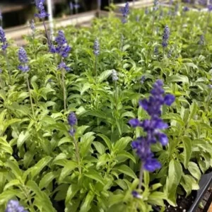 Blue Salvia Live Plant - Fragrant Blue Sage Flower, Cold Hardy, 4-6 Inch Tall Starter - Image 5