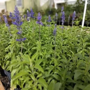 Blue Salvia Live Plant - Fragrant Blue Sage Flower, Cold Hardy, 4-6 Inch Tall Starter - Image 6