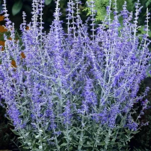Blue Salvia Live Plant - Fragrant Blue Sage Flower, Cold Hardy, 4-6 Inch Tall Starter - Image 7