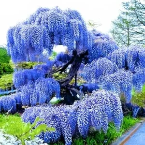Blue Wisteria Live Plant 6-12
