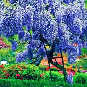 Blue Wisteria Live Plant, Vine, Tree, 4 Inch Pot, Outdoor - Image 1
