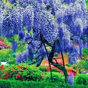Blue Wisteria Live Plant, Vine, Tree, 4 Inch Pot, Outdoor - Image 5