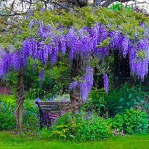 Blue Wisteria Tree Live Plant Seedling - 1 Year Old Outdoor Plant, 6-13