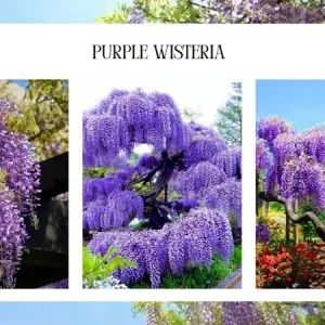 Blue Wisteria Tree Live Plant Seedling - 1 Year Old Outdoor Plant, 6-13