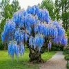 Blue Wisteria Tree Live Plant Seedling - 1 Year Old Outdoor Plant, 6-13" Tall - Image 1