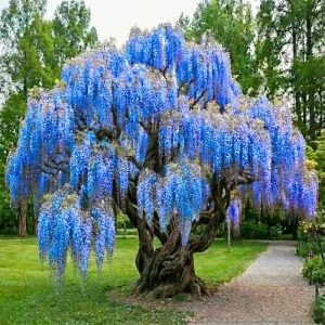 Blue Wisteria Tree Live Plant Seedling - 1 Year Old Outdoor Plant, 6-13