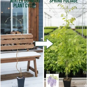 Blue Wisteria Vine Live Plant - 6-12