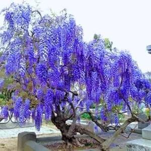 Blue Wisteria Vine Live Plant - 6-12