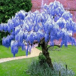 Blue Wisteria Vine Live Plant, 6-12