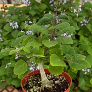 Bonsai Spurflower Plectranthus Ernstii Live Plant – Rare Succulent in 4" Pot - Image 2