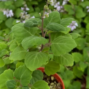 Bonsai Spurflower Plectranthus Ernstii Live Plant – Rare Succulent in 4