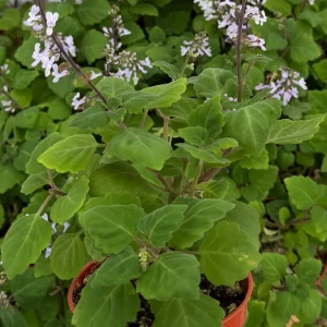 Bonsai Spurflower Plectranthus Ernstii Live Plant – Rare Succulent in 4
