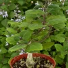 Bonsai Spurflower Plectranthus Ernstii Live Plant – Rare Succulent in 4" Pot - Image 1