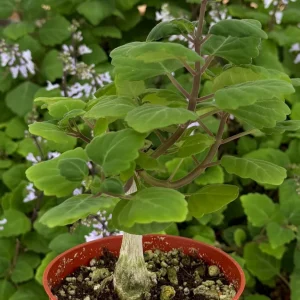 Bonsai Spurflower Plectranthus Ernstii Live Plant – Rare Succulent in 4" Pot - Image 1