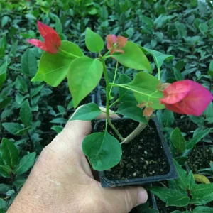 Bougainvillea 'Barbara Karst' Live Plant - Red, Evergreen, Full Sun - Image 2