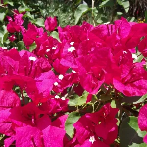 Bougainvillea 'Barbara Karst' Live Plant - Red, Evergreen, Full Sun - Image 1
