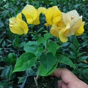 Bougainvillea 'California Gold' Live Plant - 6 inch Rooted Cutting, Gold Flowers, Outdoor - Image 1