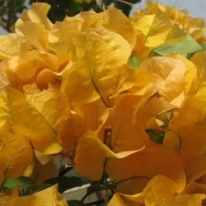Bougainvillea 'California Gold' Live Plant - 6 inch Rooted Cutting, Gold Flowers, Outdoor - Image 3