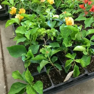 Bougainvillea 'California Gold' Live Plant - 6 inch Rooted Cutting, Gold Flowers, Outdoor - Image 4