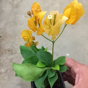Bougainvillea 'California Gold' Live Plant - 6 inch Rooted Cutting, Gold Flowers, Outdoor - Image 6