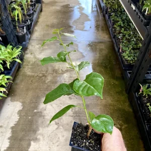 Bougainvillea 'California Gold' Live Plant - 6 inch Rooted Cutting, Gold Flowers, Outdoor - Image 7