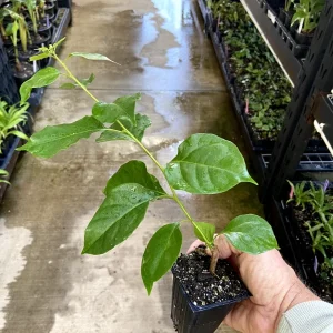 Bougainvillea 'California Gold' Live Plant - 6 inch Rooted Cutting, Gold Flowers, Outdoor - Image 8