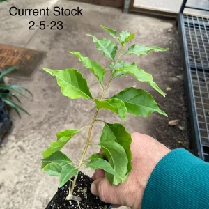 Bougainvillea 'Flame' Live Plant - Climbing Vine with Orange & Red Flowers, 6 inch - Image 2